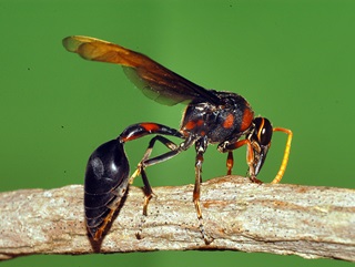 black potter wasp