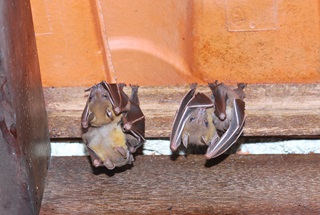 common fruit bat daniel ng