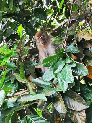 macaque li tianjiao