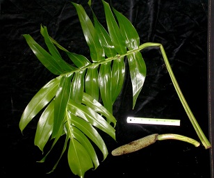 dragon tail plant 1