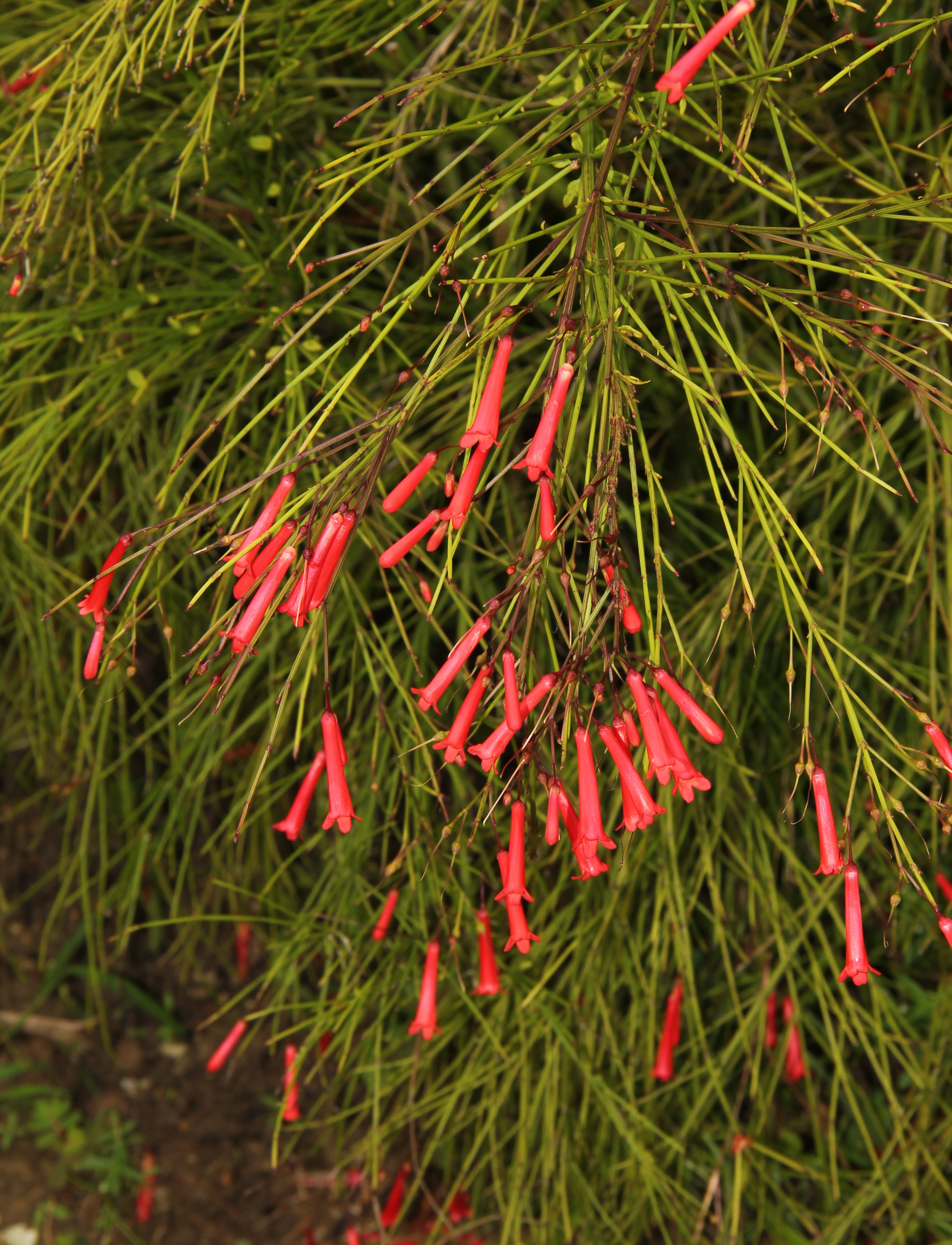 Firecracker Plant