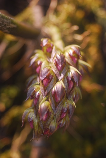 Bulbophyllum singaporeanum flowers