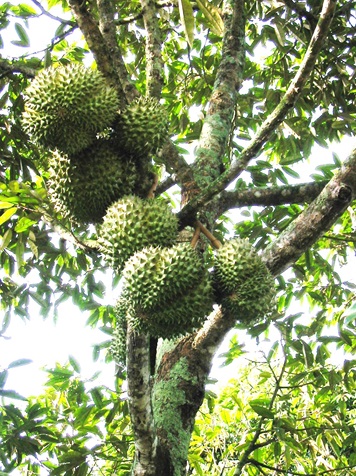 Durio zibethinus fruit