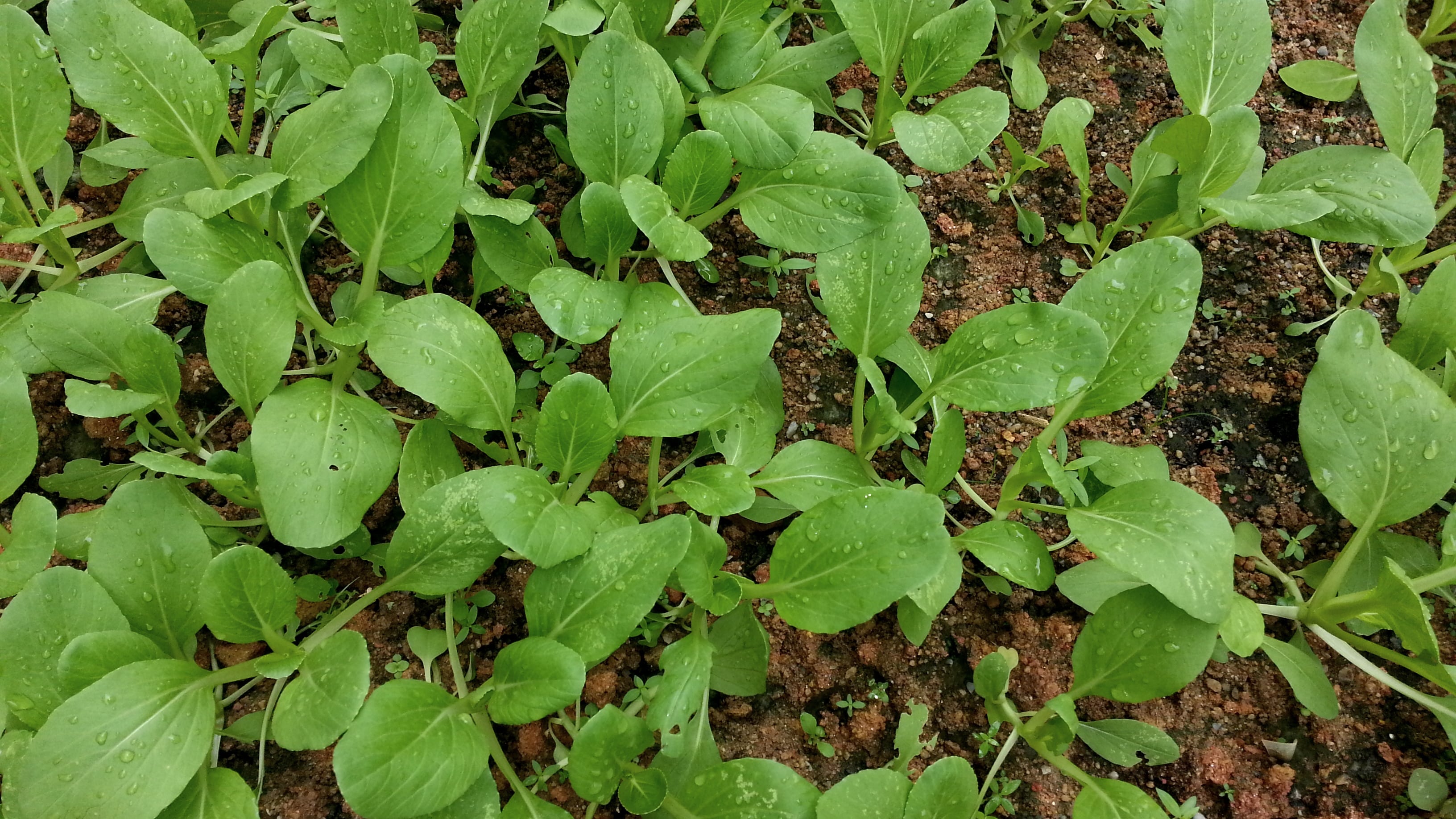 Tips on Growing Brassica Edibles