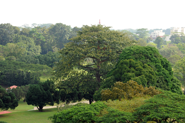 Kapok - Heritage Trees - Gardens, Parks & Nature - National Parks Board  (NParks)
