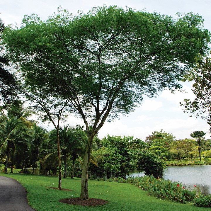 Дерево малайзия. Деревья в Малайзии. Прочное дерево Малайзия. Вое дерево Малайзия. Двигающиеся деревья Малайзия.