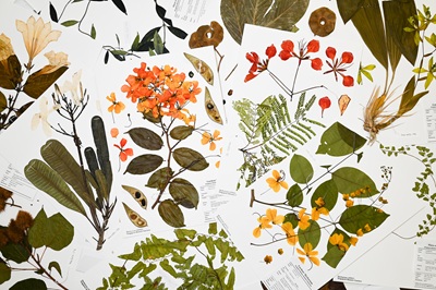 Pressing Plants Matters