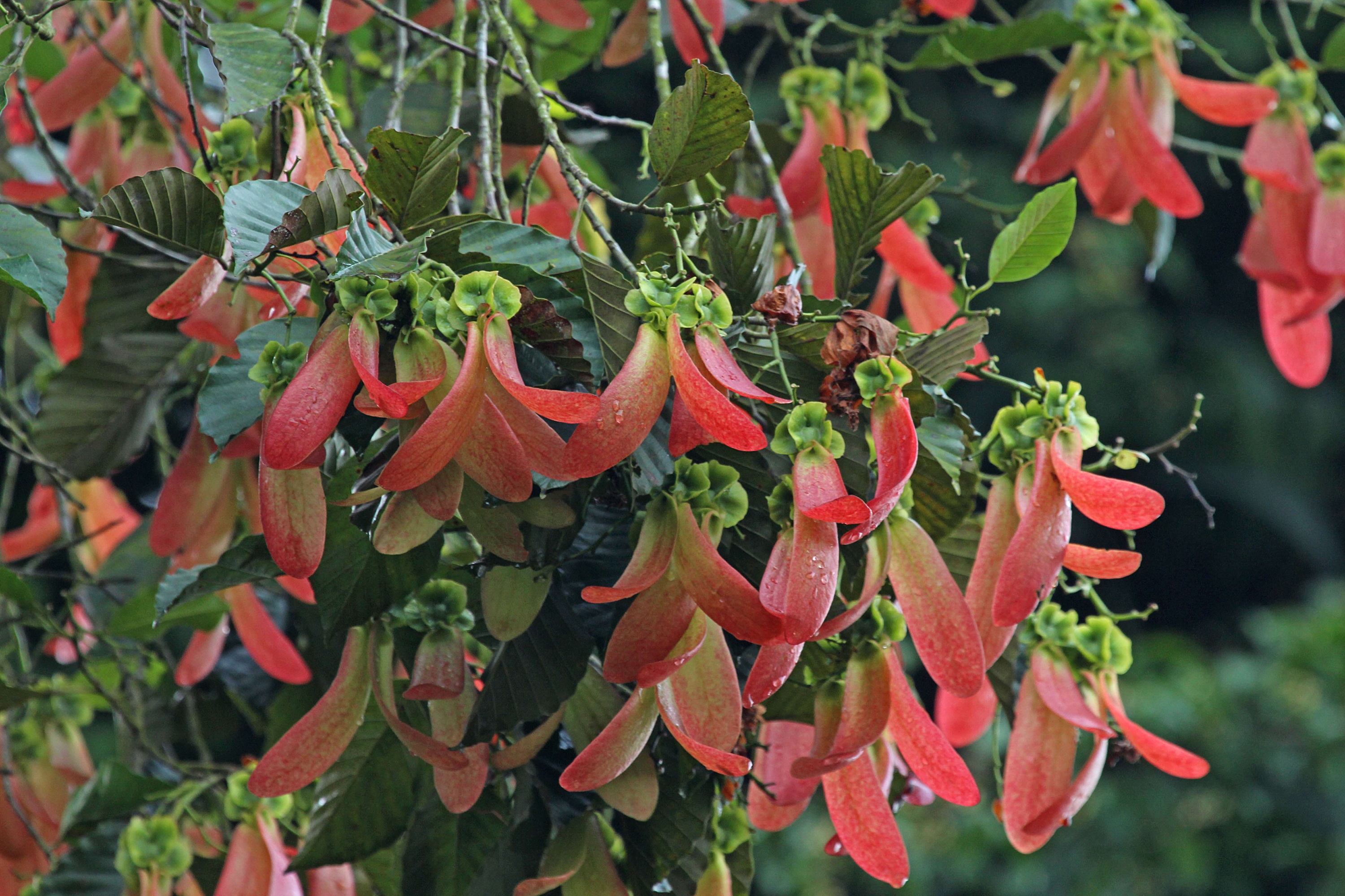 Ethnobotany Dipterocarps