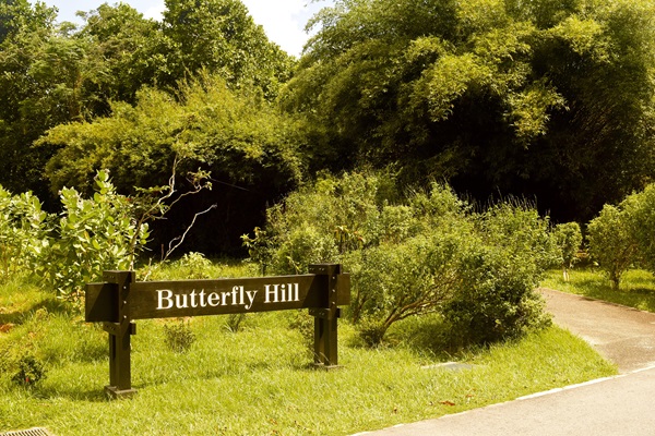 butterfly hill