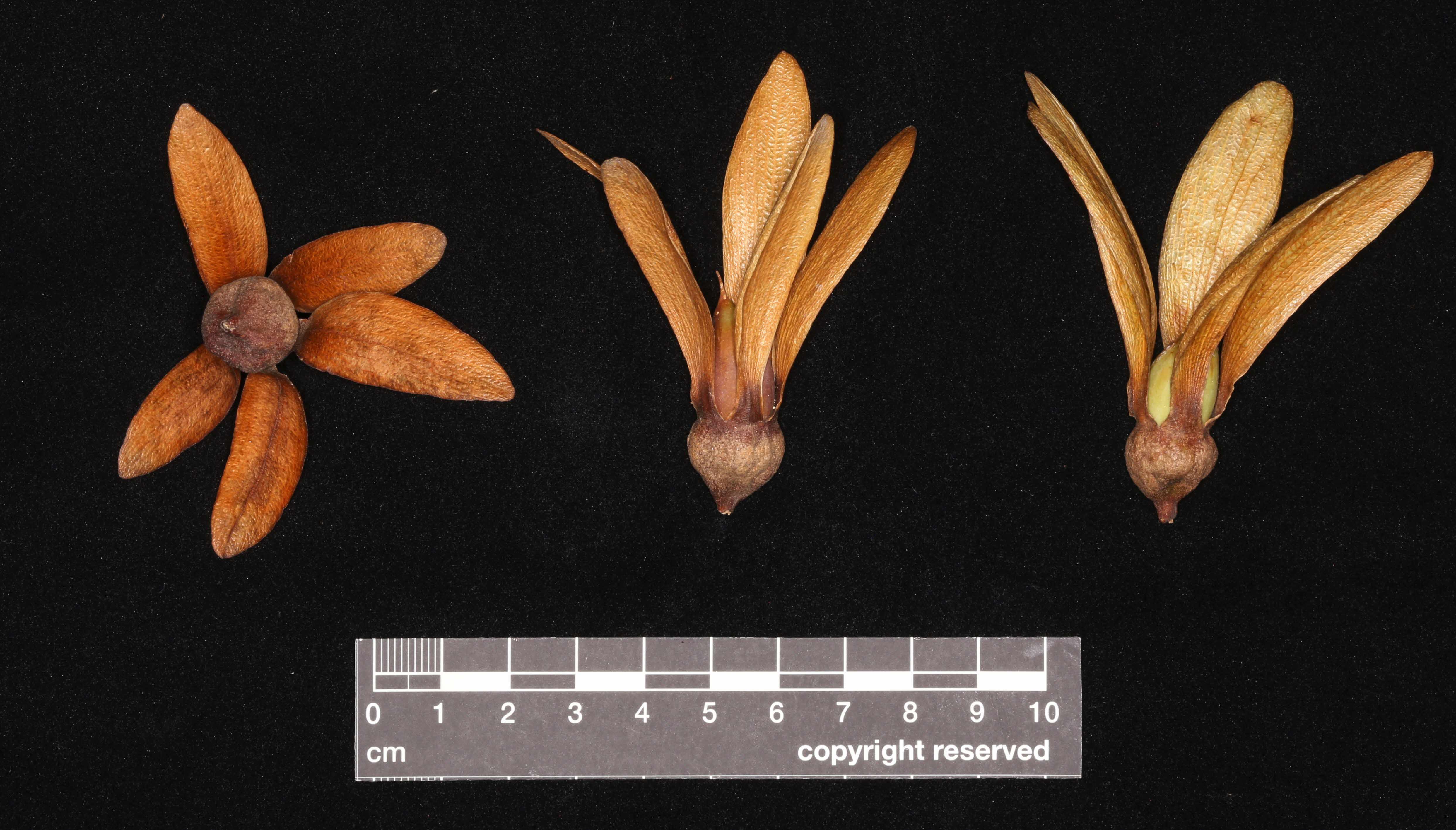 Diversity of Dipterocarps 2