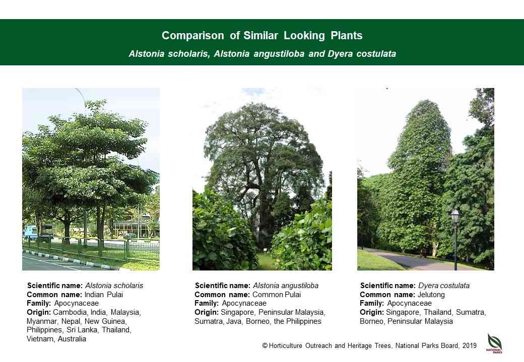 Alstonia scholaris ID comparison resource