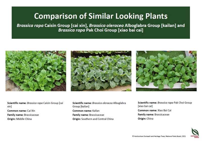 Brassica rapa Caisin Group cai xin Brassica oleracea Alboglabra Group kailan and Brassica rapa Pak Choi Group xiao bai cai