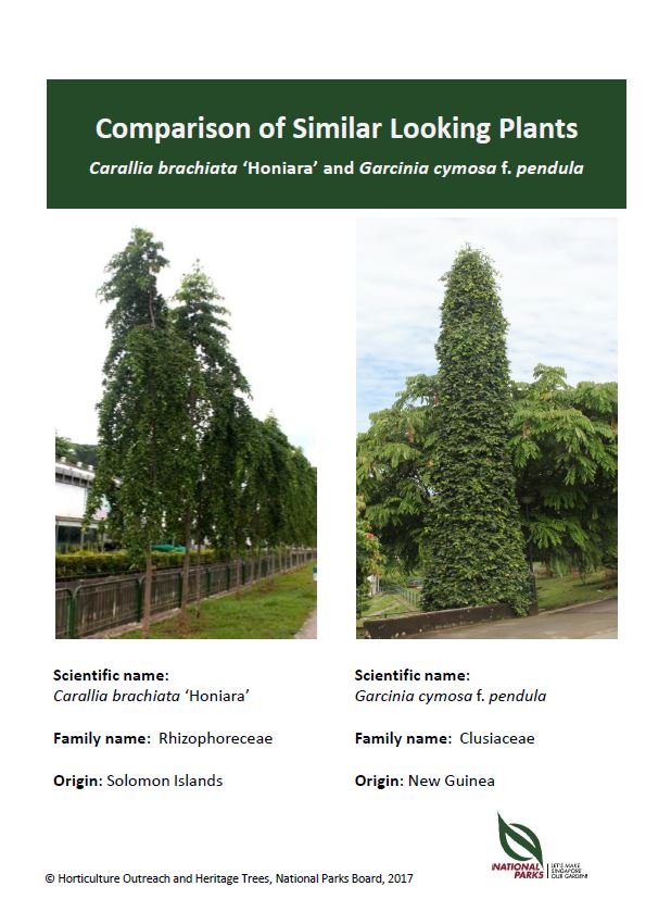 Carallia brachiata ‘Honiara’ and Garcinia cymosa f. pendula Pic - Jan 2017