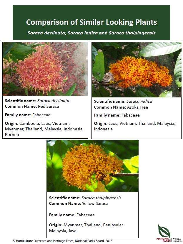 Saraca declinata , Saraca indica and Saraca thaipingensis