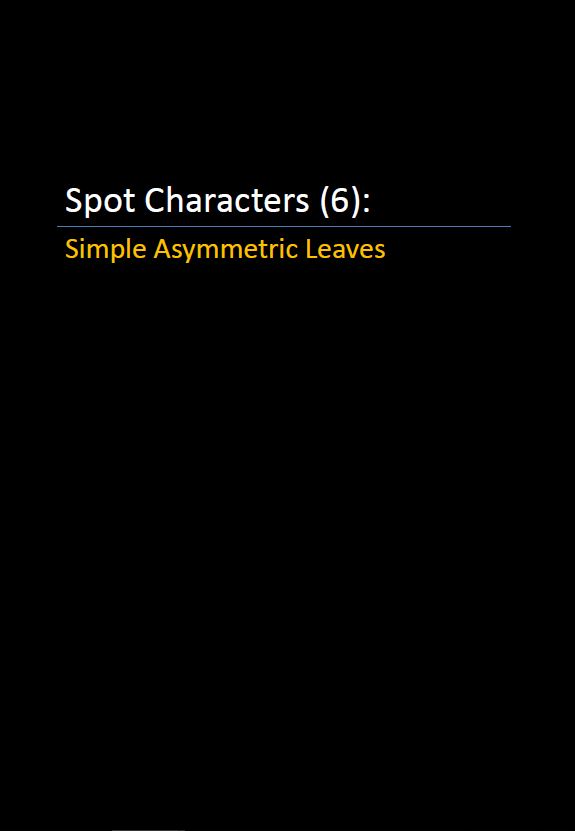 Spot Characters 6_Simple Asymmetric Leaves Pic