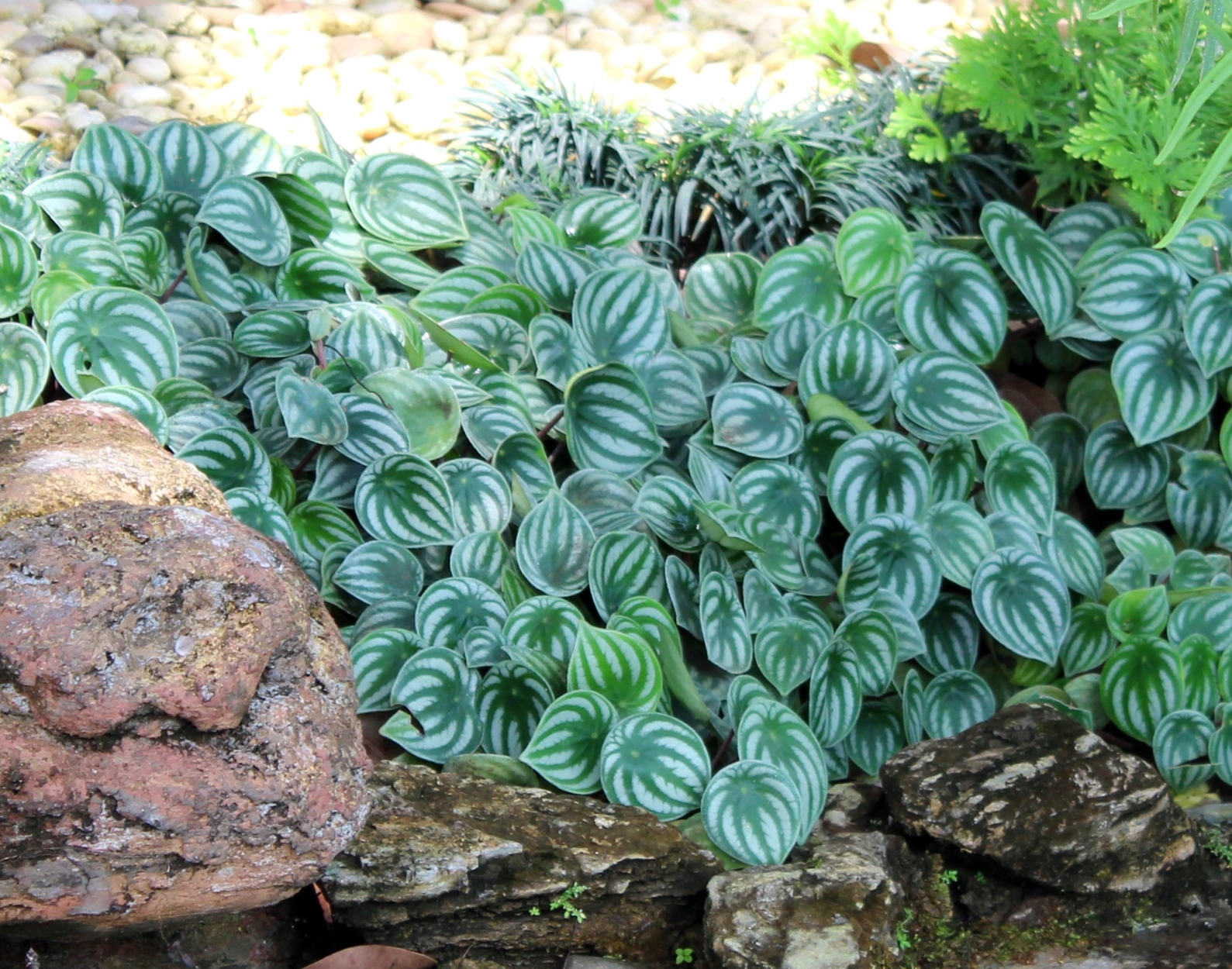 Peperomia_argyreia_Shi_Biying_1