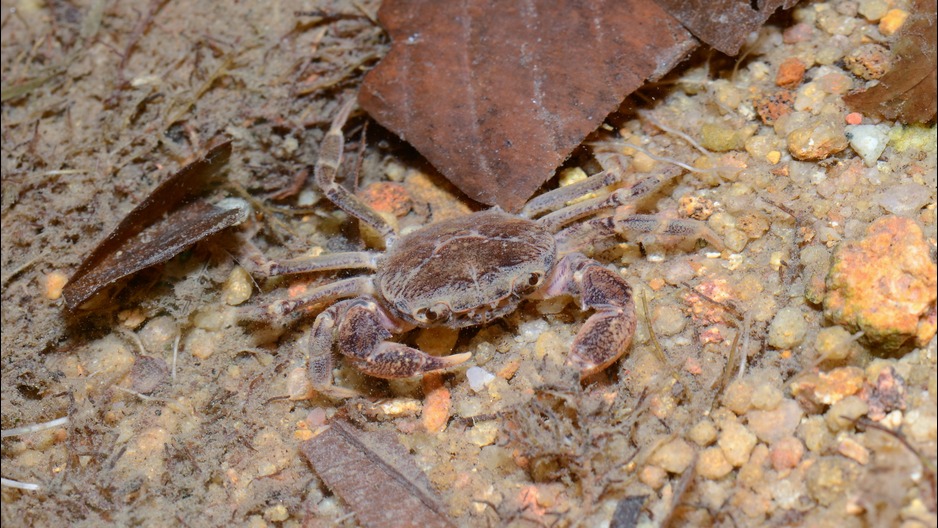 Species-Recovery-Singapore-Freshwater-Crab-Working-Group (1)