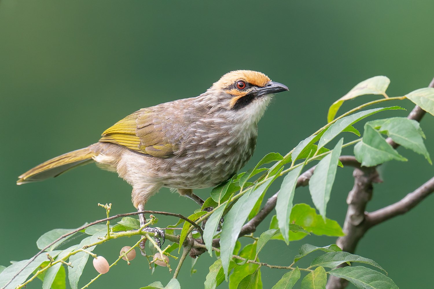 Species-Recovery-Straw-headed Bulbul-Working-Group-SHB