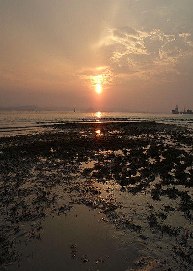 Intertidal Habitat - Seagrass Meadows