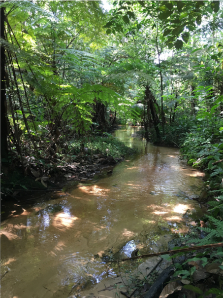 Forest streams