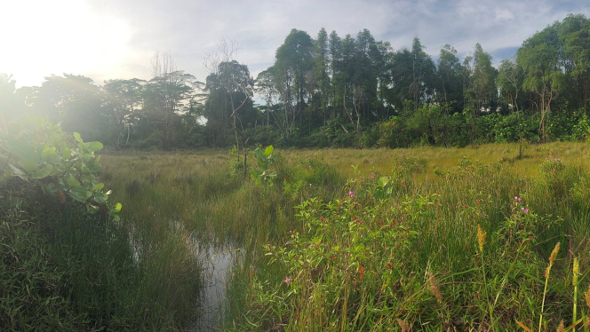 Freshwater marshes