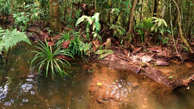 Freshwater swamp forests