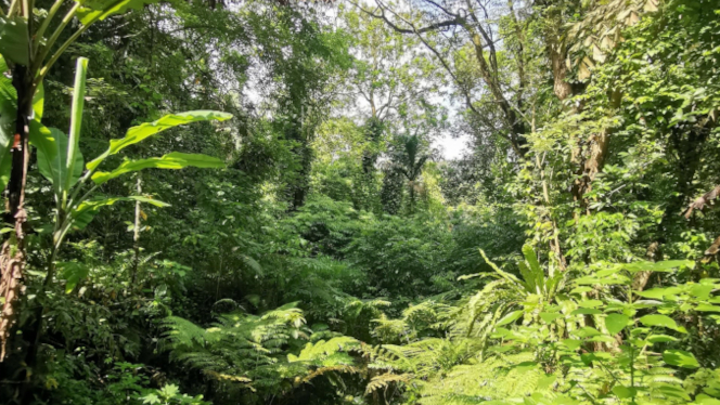 Native-dominated secondary forests