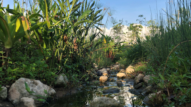 Riparian vegetation