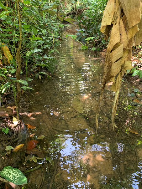 Rural streams