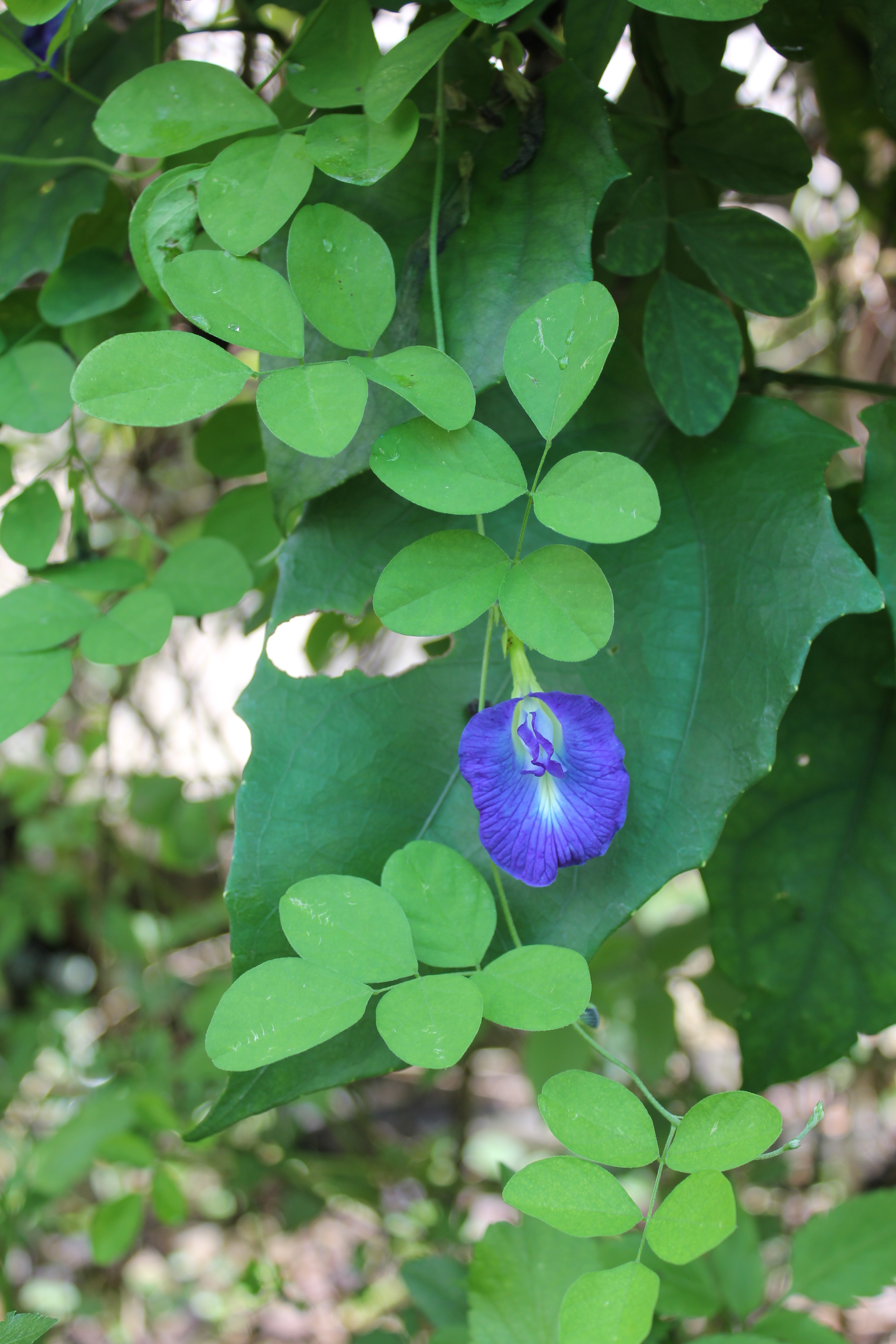 1 Clitoria ternatea _ flower_ Jennie Tang Yurue