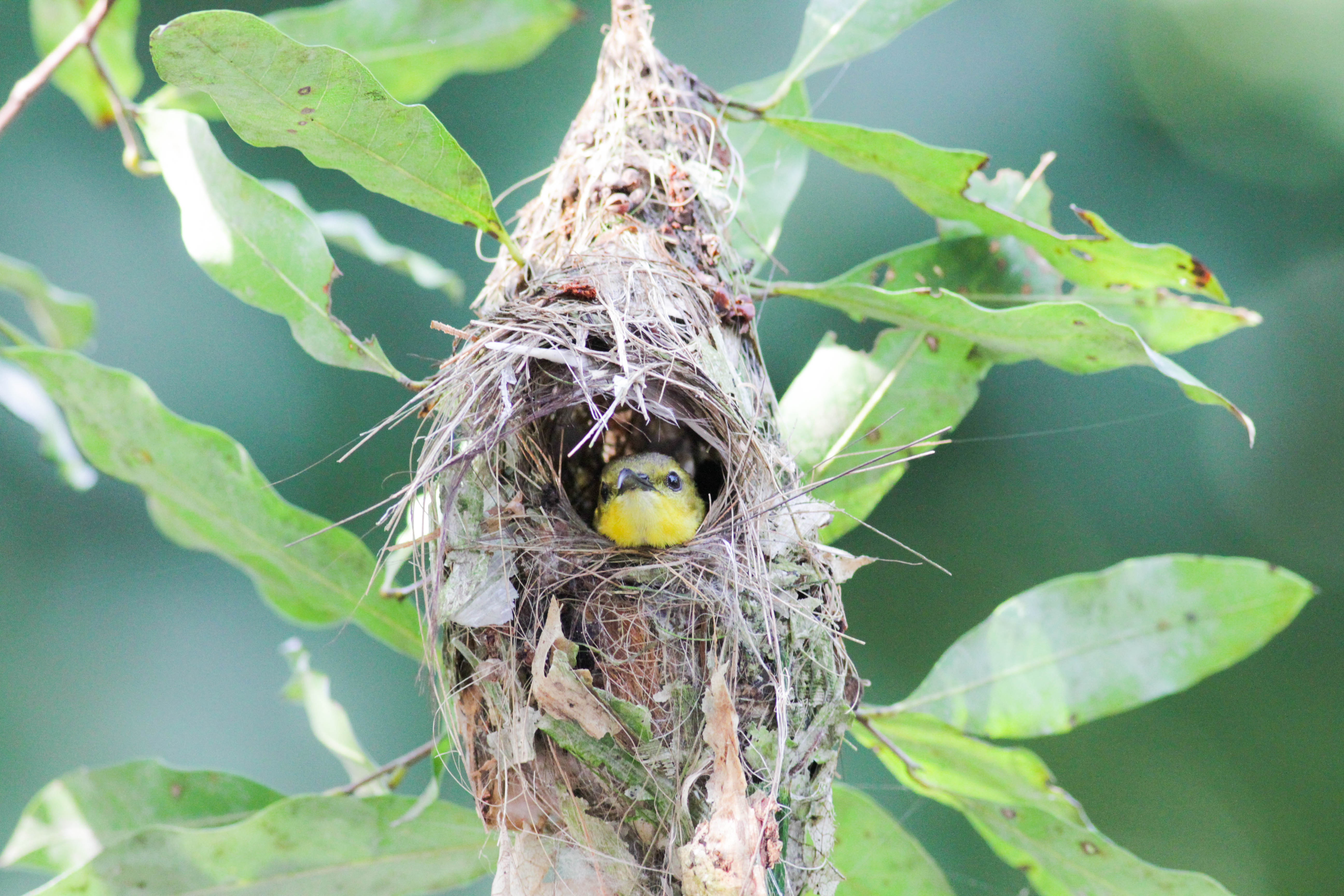 1. sunbird in nest_Jacqueline Chua