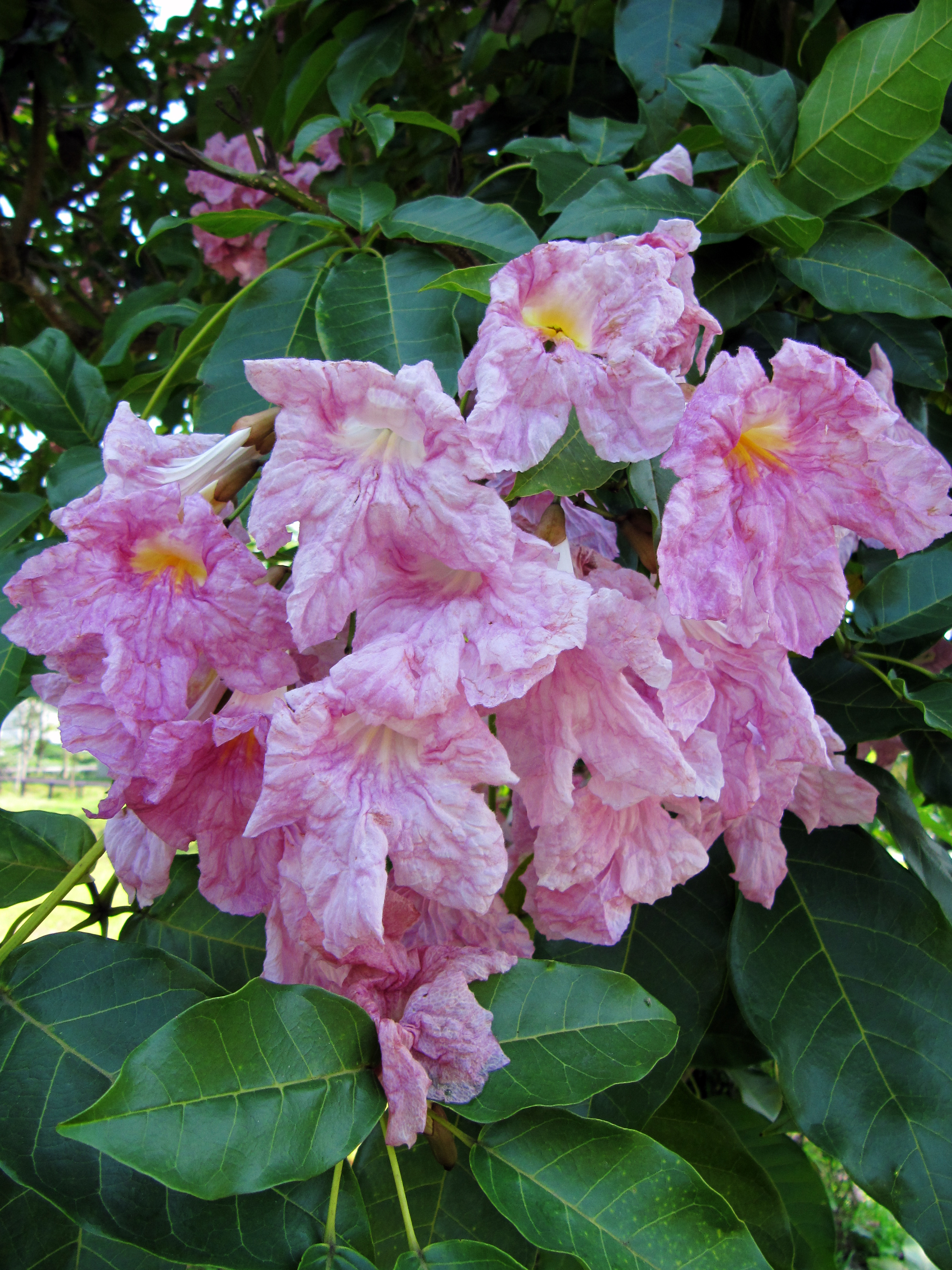 1 Tabebuia rosea_ flower_ Vicky Lim Yen Ngoh