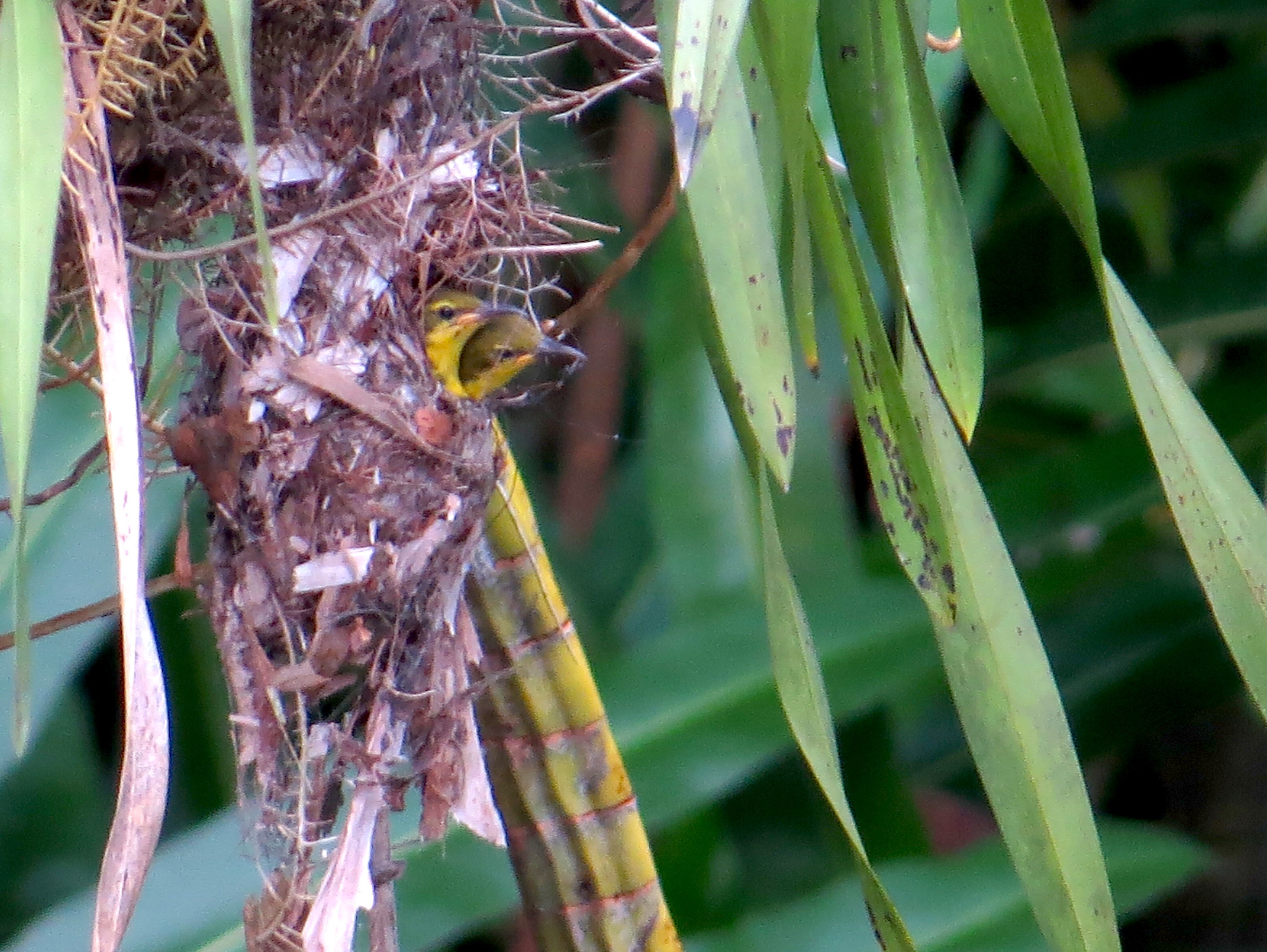 2. sunbirds in nest_Tok Yin Xin