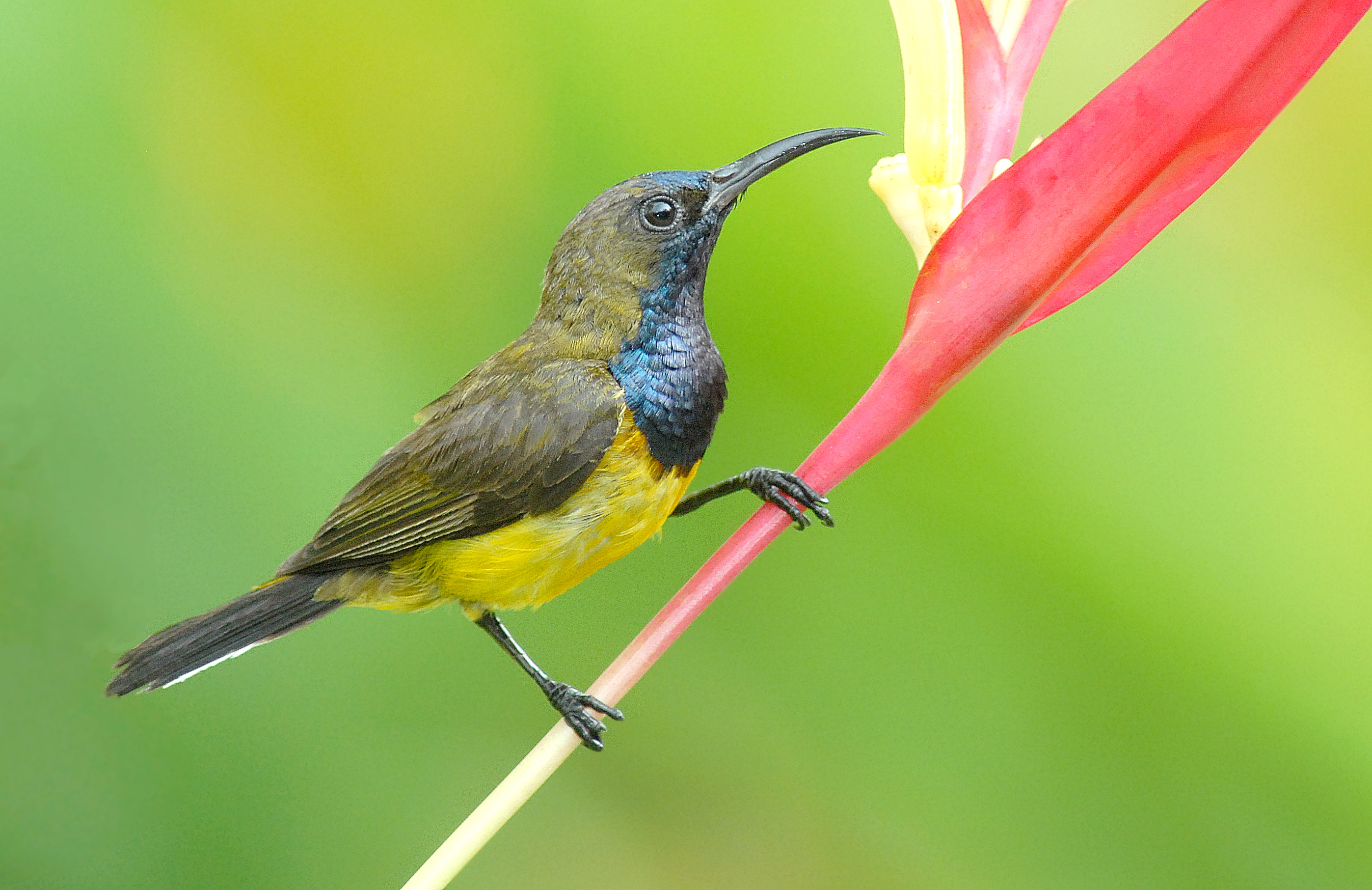 3. male olive backed_Cai Yi Xiong