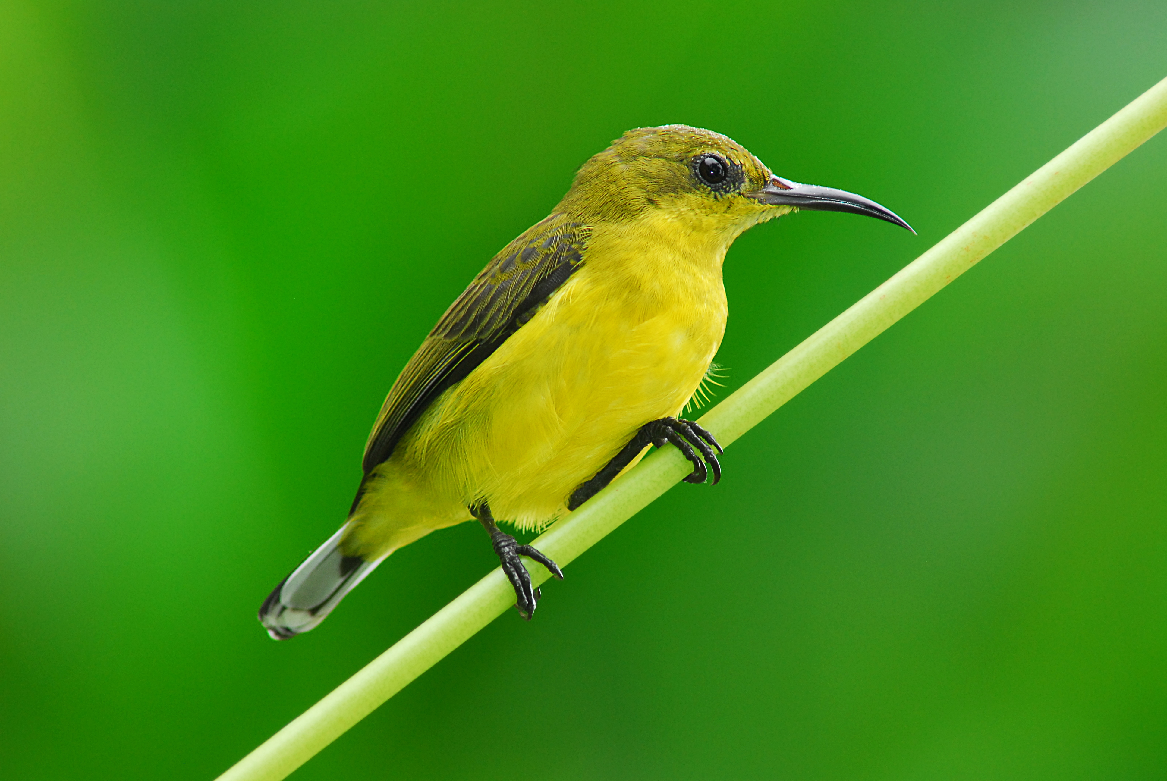 4. female olive backed_Cai Yi Xiong