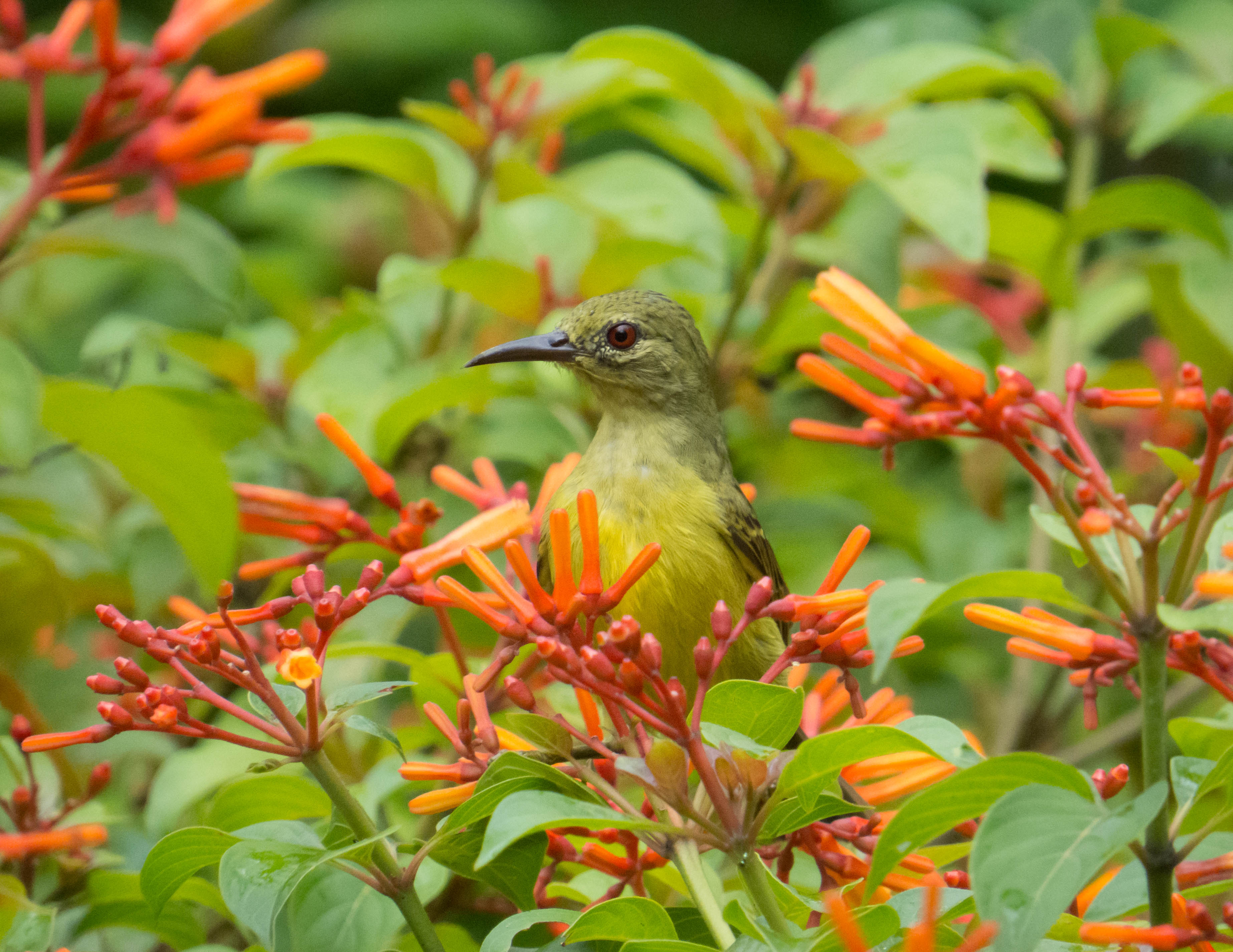 6. Female brown throated_Tok Yin Xin