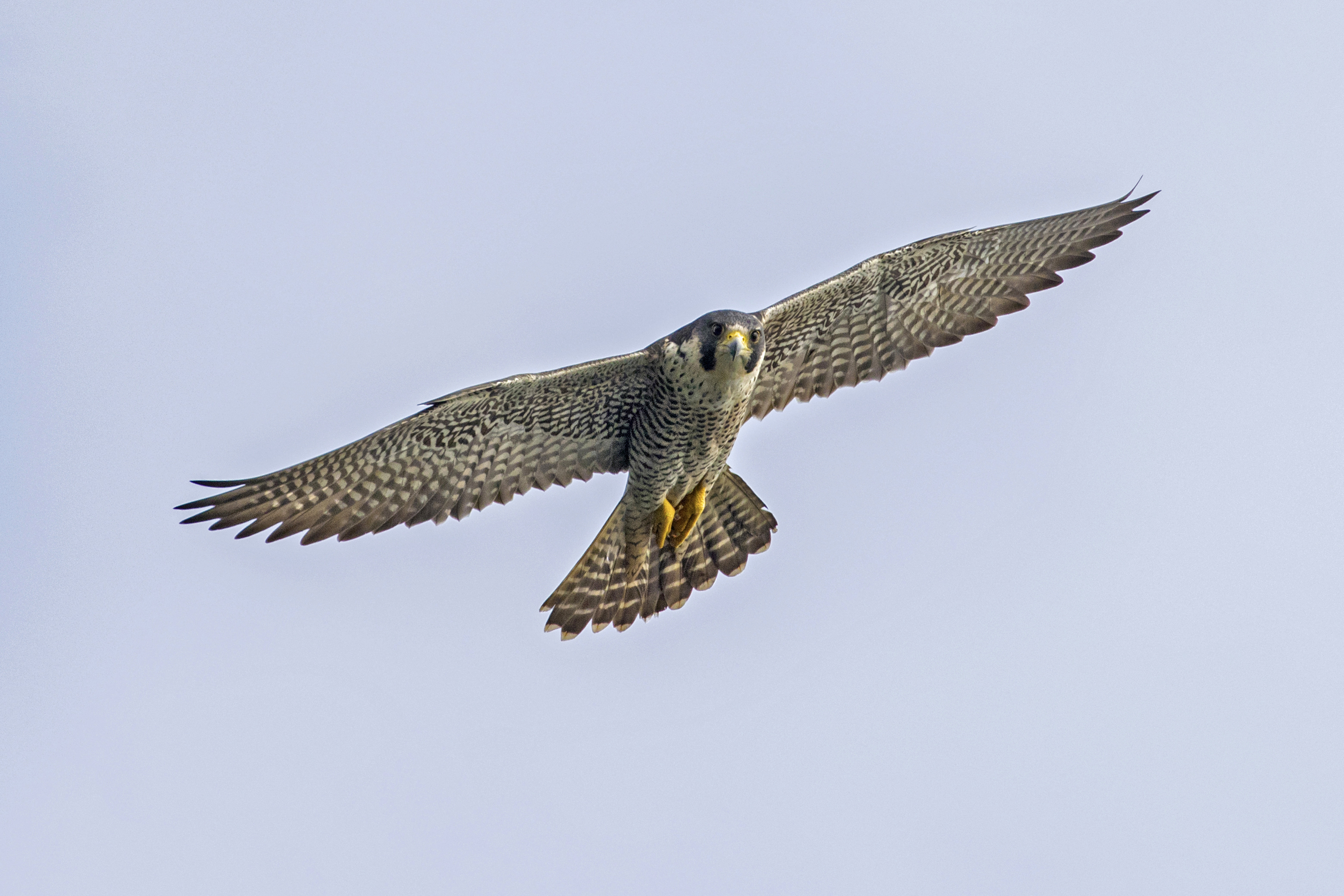 7L3A0431p3 (peregrine falcon) credit Loke Peng Fai