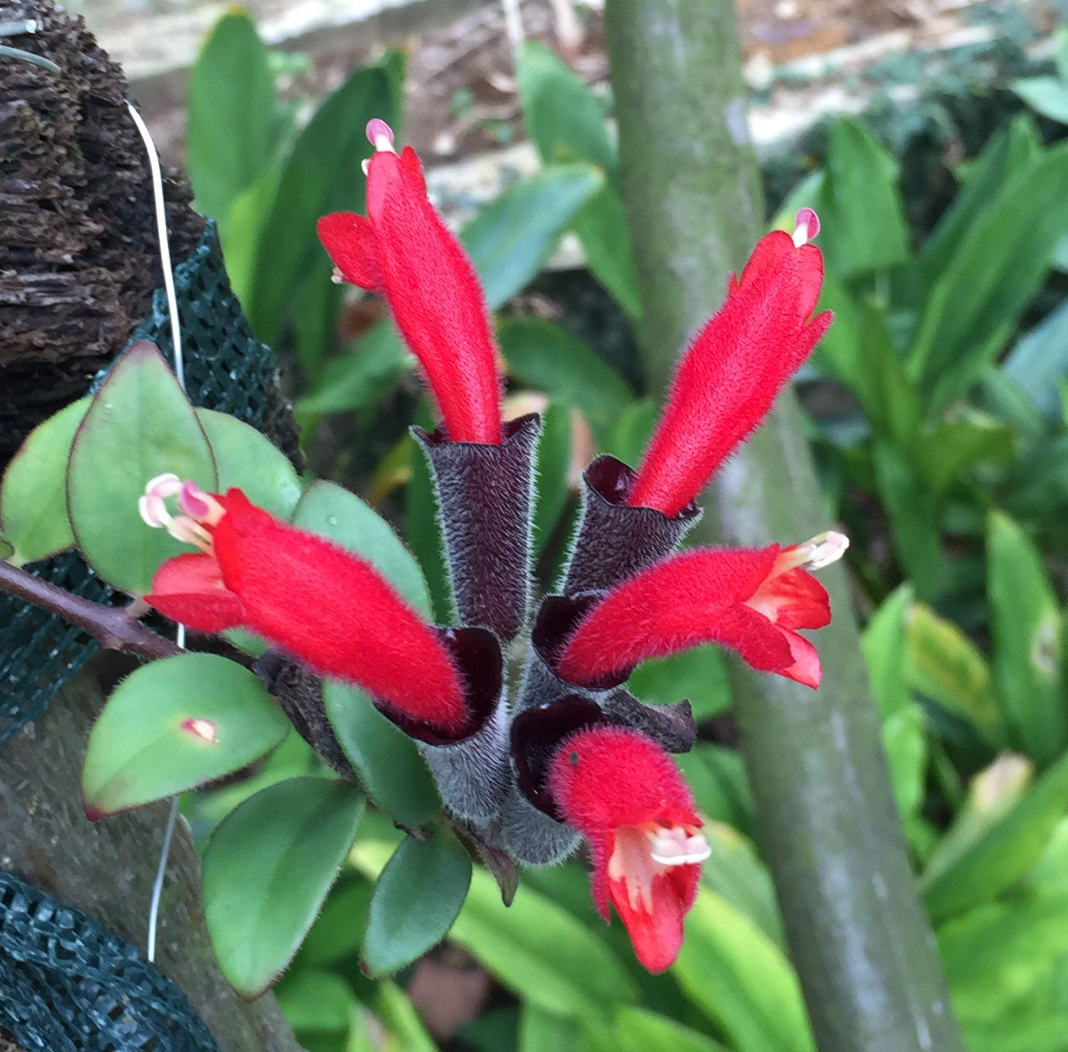 Aeschynanthus pulcher_Tamako Kobayashi