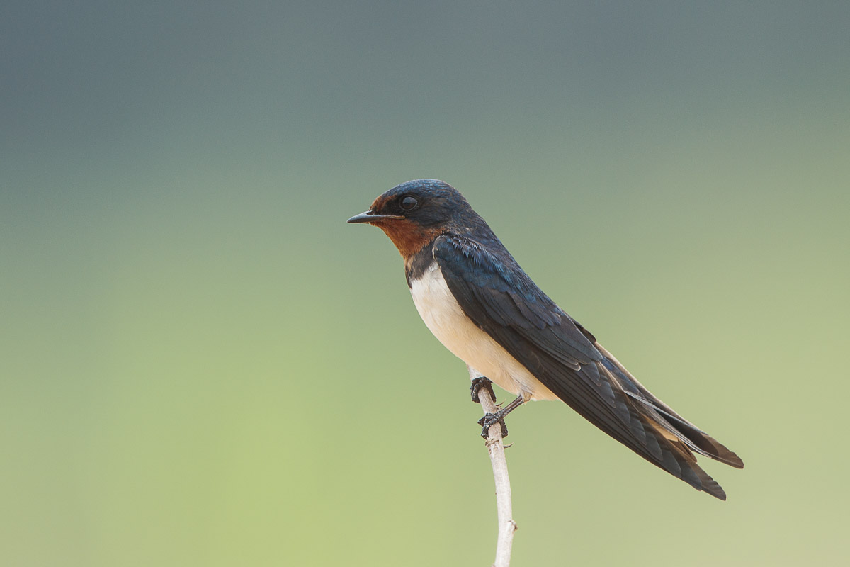 Barn Swallow-FY5S1636-102EOS5D-160208