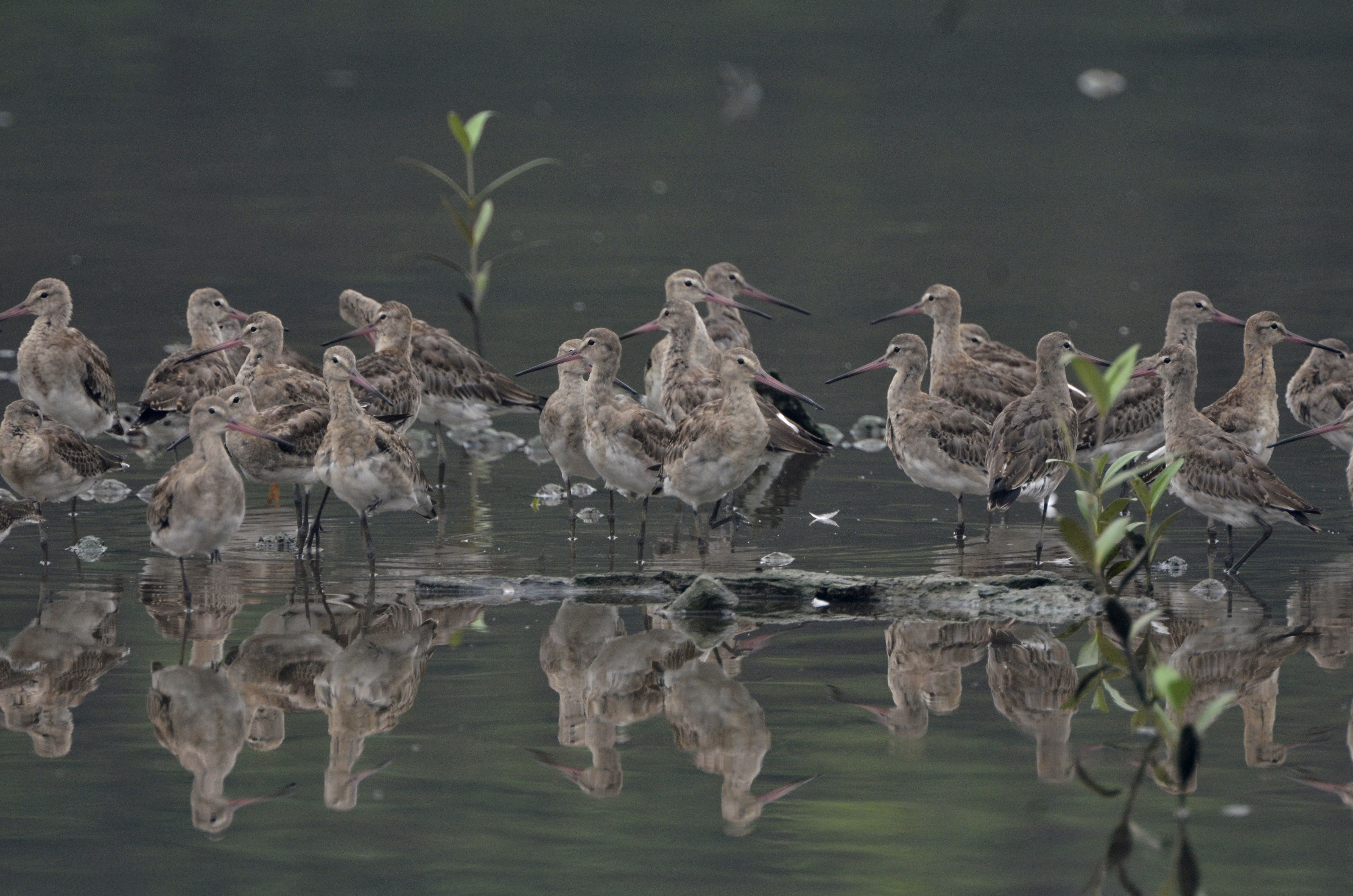 Black-tailed Godwit (Limosa limosa)