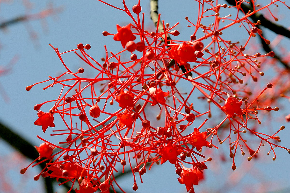 Brachychiton acerifolius_ 3_ Chan Chun Leong