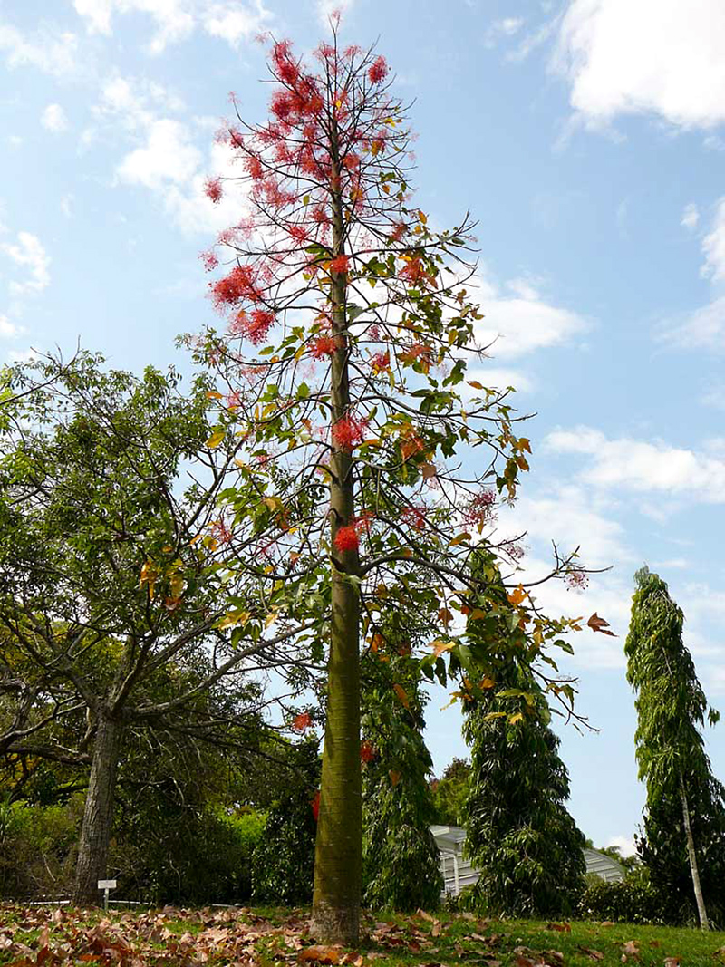 Brachychiton acerifolius_ 5_ Simon Tan Wei Ming