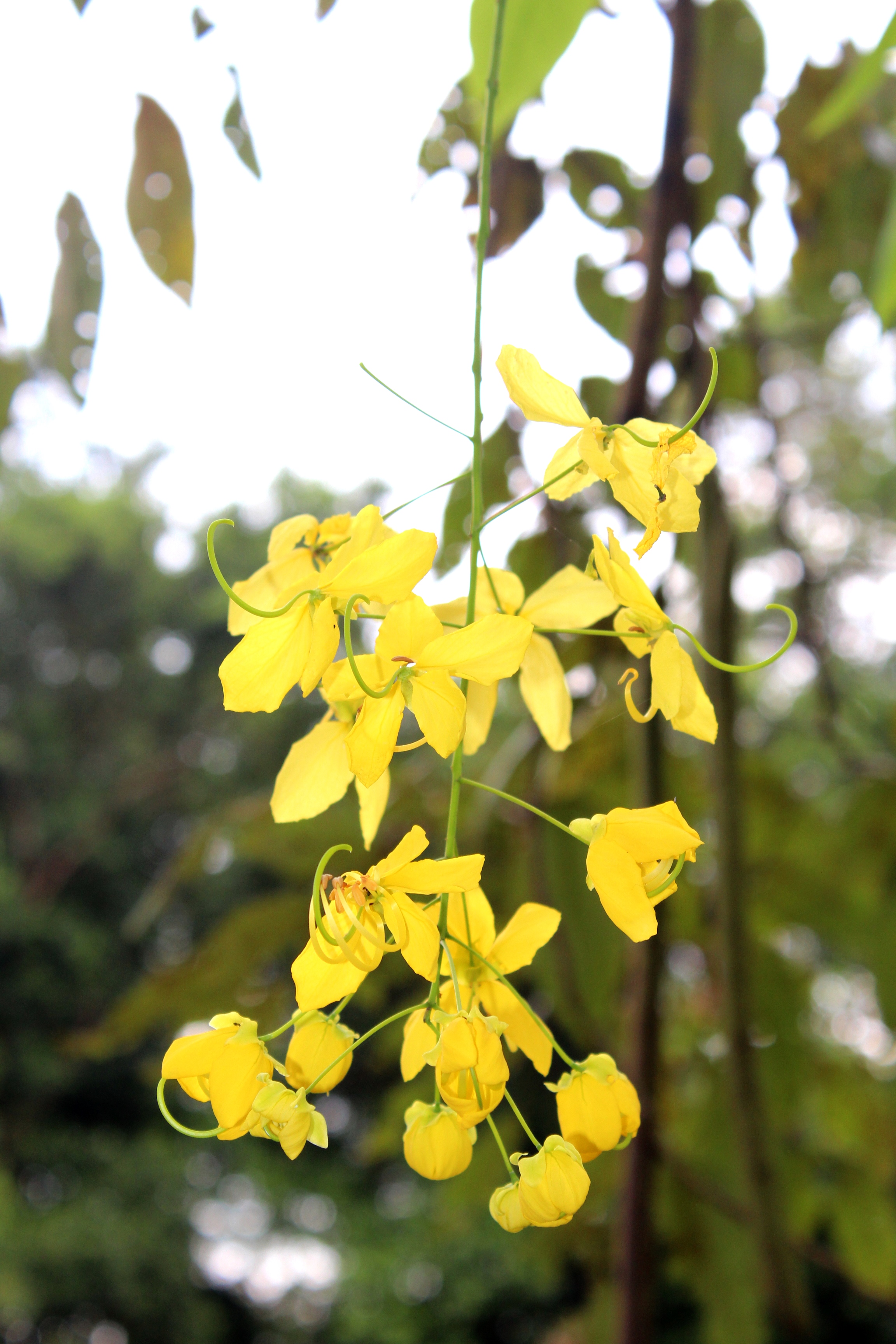 Cassia fistula_ 1_ Shi Biying