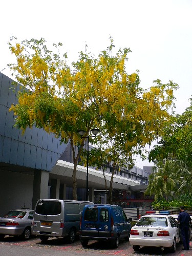 Cassia fistula_ 4_ Keneric Ng Wei Sheng