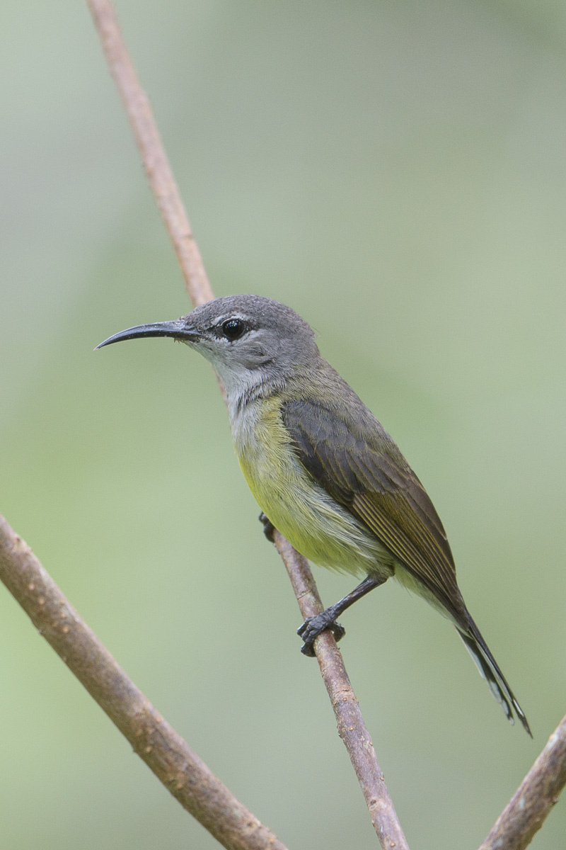 copper-throated-sunbird-190202-115nd500-fyp_1915