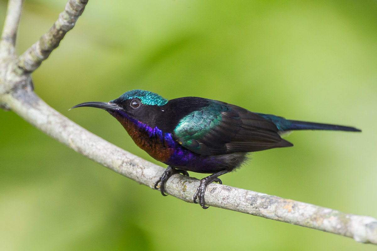 Copper-throated Sunbird-FYAP1946-105EOS1D-110918