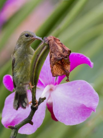 crimson-sunbird-100904-102eos7d-img_9531