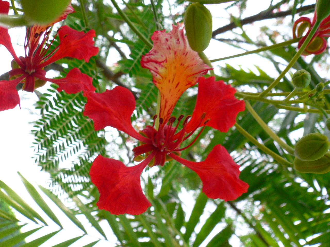 Delonix regia_ 14_ Keneric Ng Wei Sheng_ flower