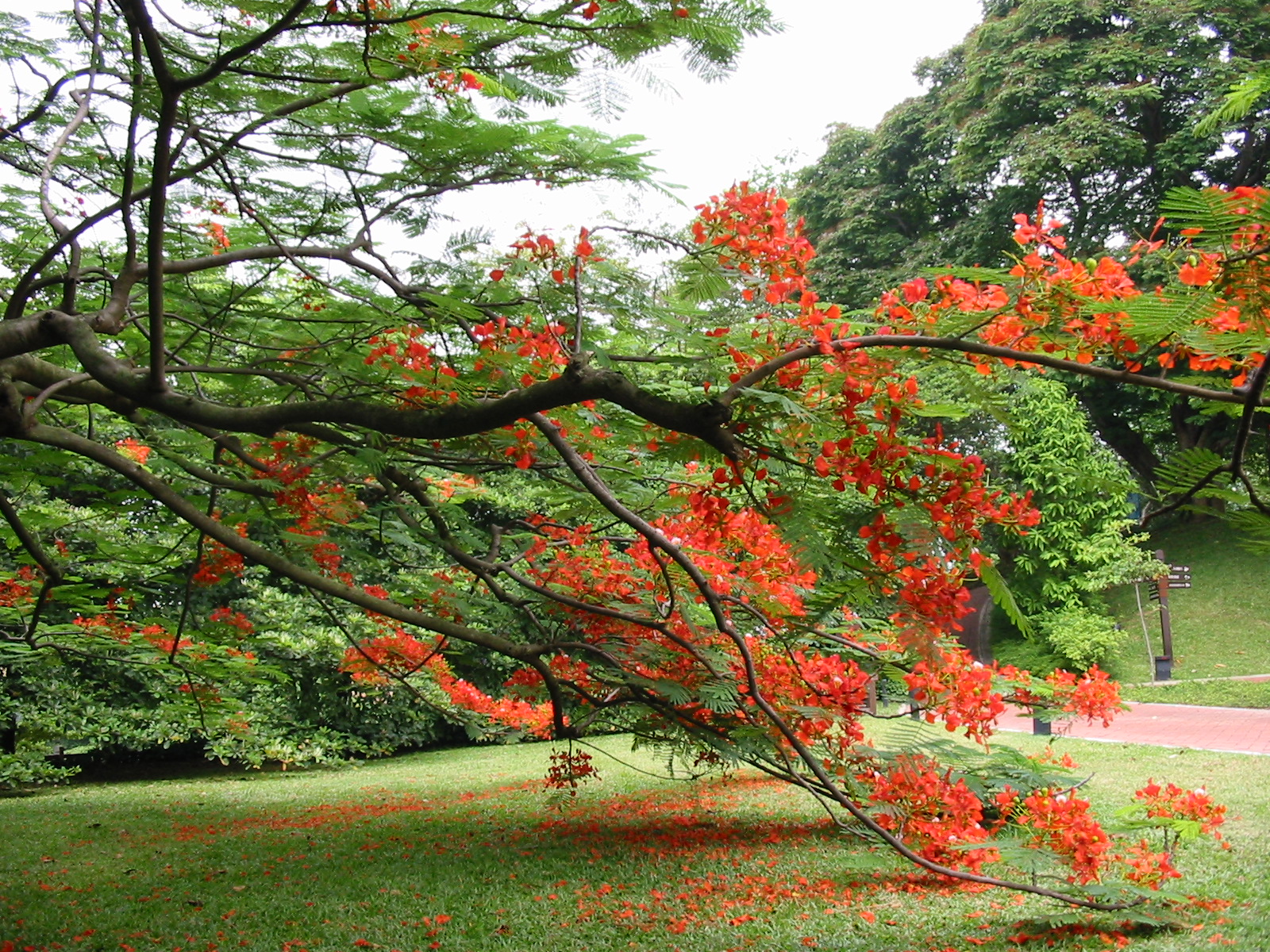 Delonix regia_ 1_ Boo Chih Min_ flower