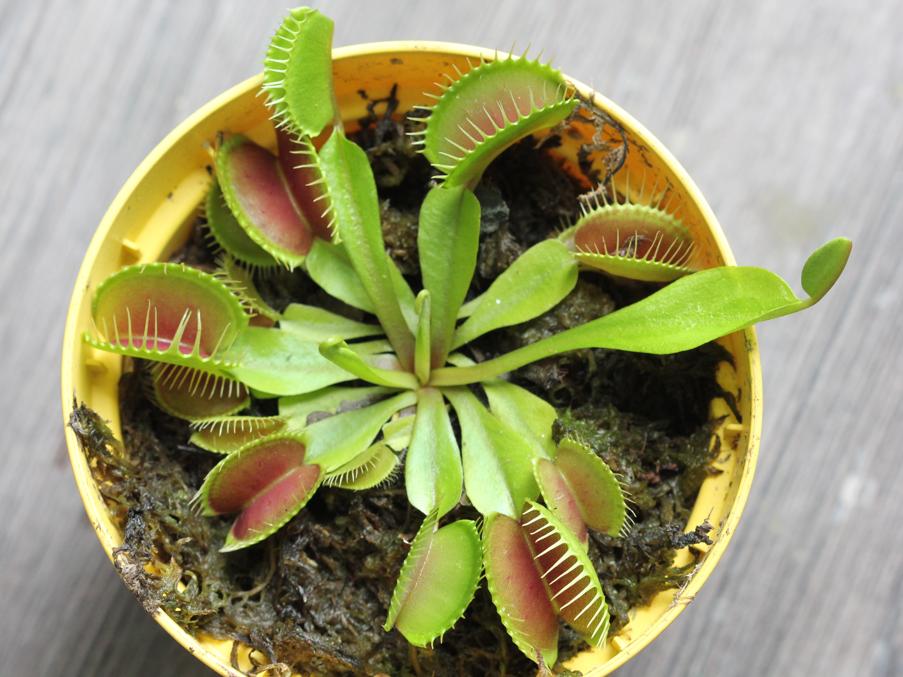 Dionaea muscipula (1)